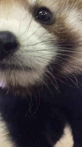 レッサーパンダ