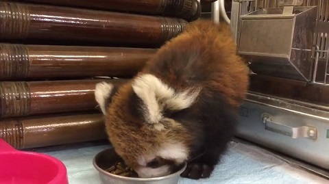 レッサーパンダ