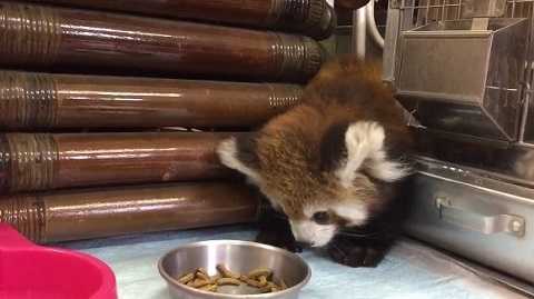 レッサーパンダ