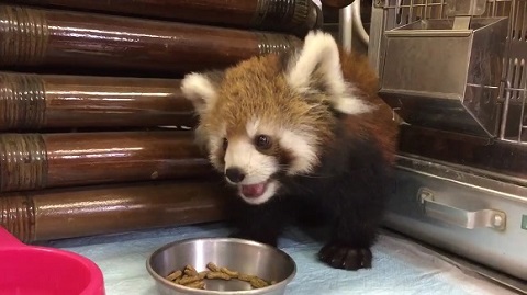 レッサーパンダ