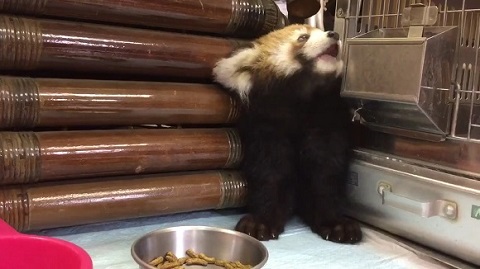 レッサーパンダ