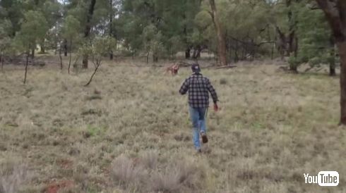 カンガルー 犬 救出 イノシシ狩り オーストラリア ヘッドロック パンチ