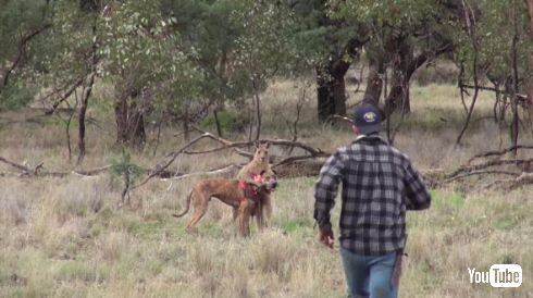 カンガルー 犬 救出 イノシシ狩り オーストラリア ヘッドロック パンチ