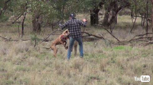 カンガルー 犬 救出 イノシシ狩り オーストラリア ヘッドロック パンチ