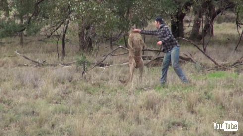 カンガルー 犬 救出 イノシシ狩り オーストラリア ヘッドロック パンチ