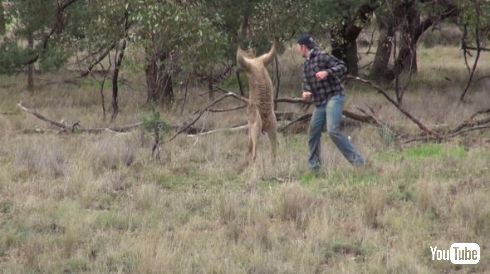 カンガルー 犬 救出 イノシシ狩り オーストラリア ヘッドロック パンチ