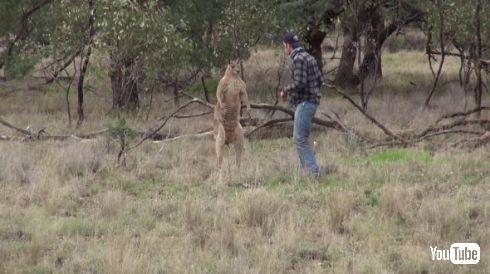 カンガルー 犬 救出 イノシシ狩り オーストラリア ヘッドロック パンチ