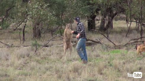 カンガルー 犬 救出 イノシシ狩り オーストラリア ヘッドロック パンチ