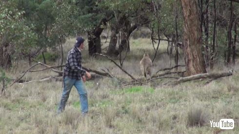カンガルー 犬 救出 イノシシ狩り オーストラリア ヘッドロック パンチ