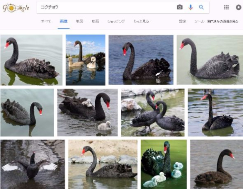 東山 動植物園 鳥インフルエンザ コクチョウ 名古屋 横浜