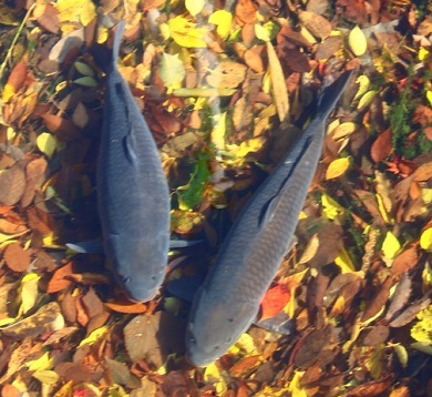 落ち葉　鯉