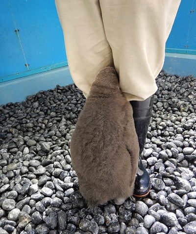 赤ちゃんペンギン
