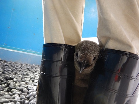 赤ちゃんペンギン