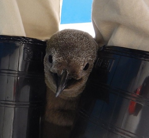 赤ちゃんペンギン