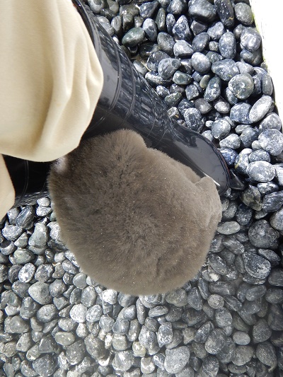 赤ちゃんペンギン