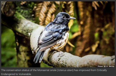 ムクドリモドキ