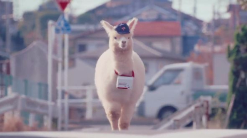郵便 ゆうパック CM パロディ パカまじめ アルパカ