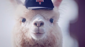 郵便 ゆうパック CM パロディ パカまじめ アルパカ