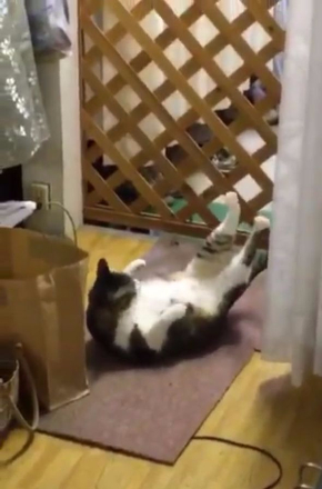 猫 毛繕い 腹筋 後ろ足 Twitter こけし