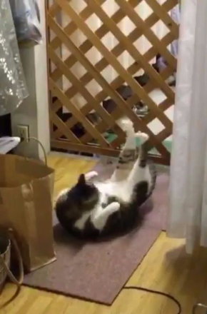 猫 毛繕い 腹筋 後ろ足 Twitter こけし