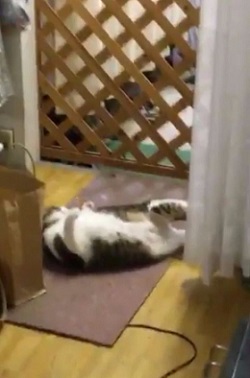 猫 毛繕い 腹筋 後ろ足 Twitter こけし