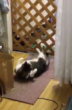 猫 毛繕い 腹筋 後ろ足 Twitter こけし