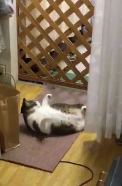 猫 毛繕い 腹筋 後ろ足 Twitter こけし