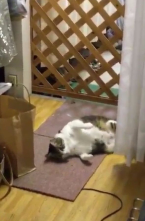 猫 毛繕い 腹筋 後ろ足 Twitter こけし