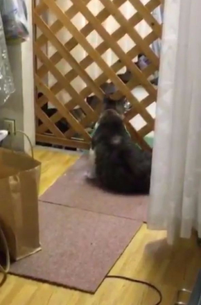 猫 毛繕い 腹筋 後ろ足 Twitter こけし