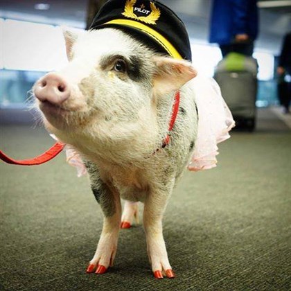 サンフランシスコ国際空港にめちゃカワなブタさん登場
