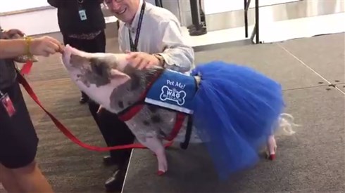 サンフランシスコ国際空港にめちゃカワなブタさん登場