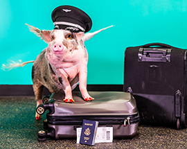 サンフランシスコ国際空港にめちゃカワなブタさん登場