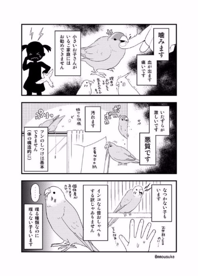 小鳥 飼う前 デメリット 漫画 モー助 インコ 文鳥