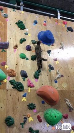 しっぽでバランス