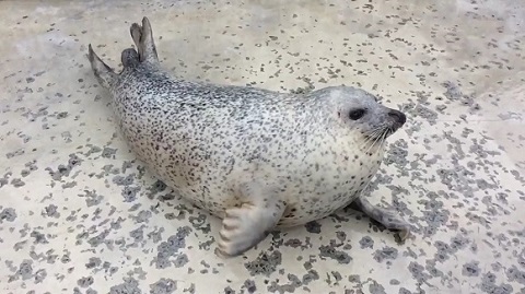 アザラシシーパラダイス