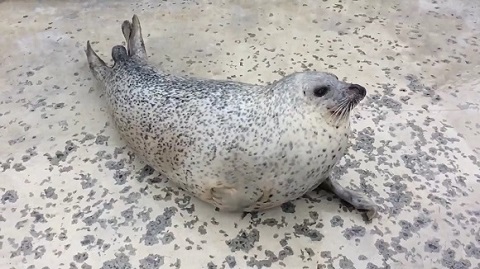 アザラシシーパラダイス