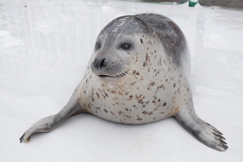 アザラシシーパラダイス