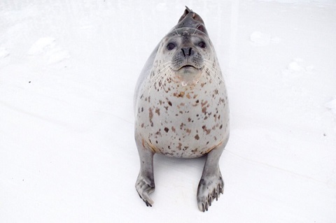 アザラシシーパラダイス