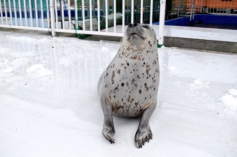 アザラシシーパラダイス