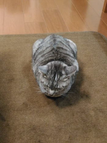 暖房での猫のリラックス度