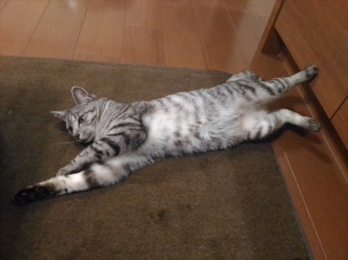 暖房での猫のリラックス度