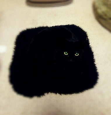 座布団にゃんこ