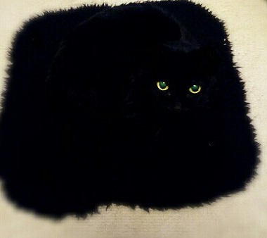 座布団にゃんこ