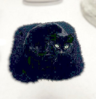 座布団にゃんこ