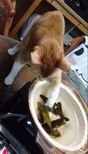 猫 だし 昆布 出汁 味見 鍋 かわいい Twitter