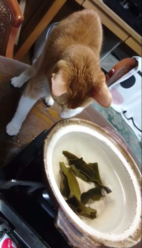 猫 だし 昆布 出汁 味見 鍋 かわいい Twitter