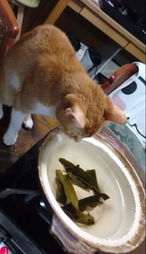 猫 だし 昆布 出汁 味見 鍋 かわいい Twitter