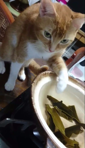 猫 だし 昆布 出汁 味見 鍋 かわいい Twitter