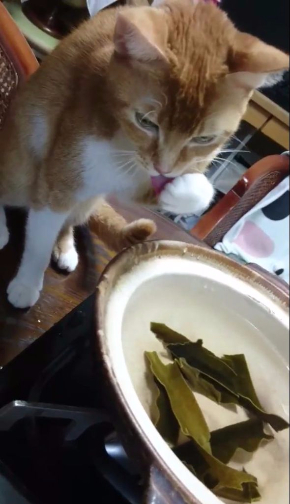 猫 だし 昆布 出汁 味見 鍋 かわいい Twitter