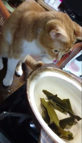 猫 だし 昆布 出汁 味見 鍋 かわいい Twitter
